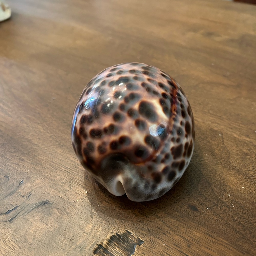 Tiger seashell - Picture 4 of 5